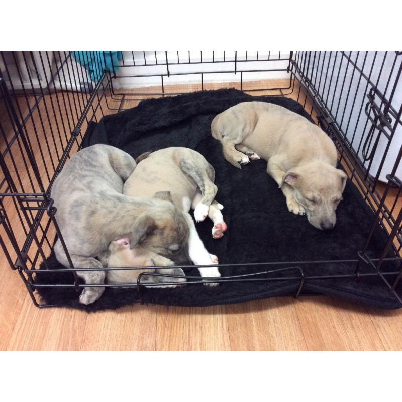Whippet Puppies For Sale