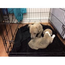 Whippet Puppies For Sale