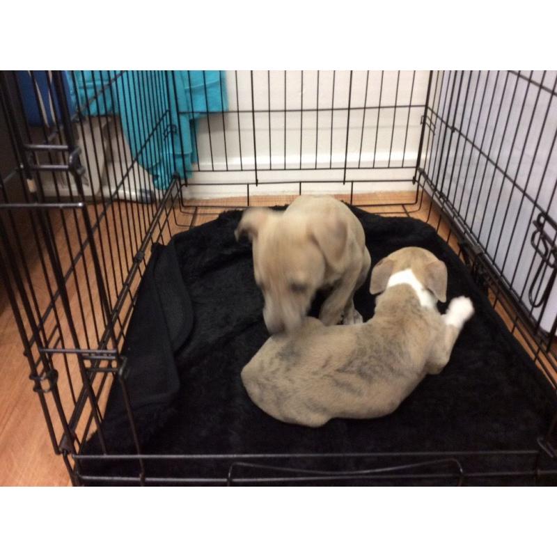 Whippet Puppies For Sale