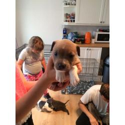 Staffy pups kc registered