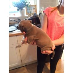 Staffy pups kc registered