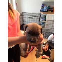 Staffy pups kc registered