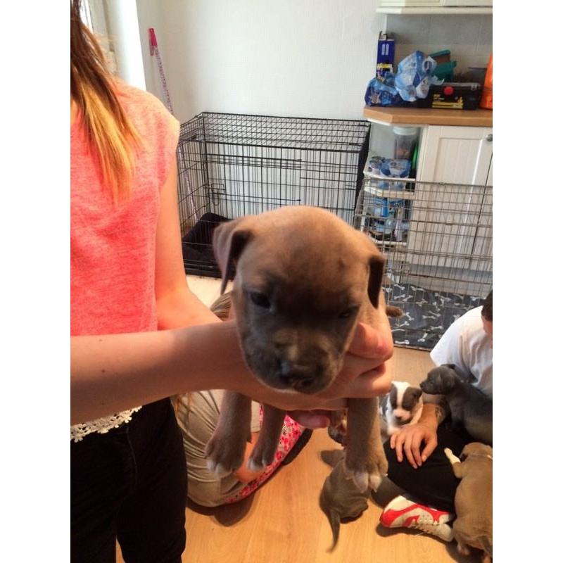 Staffy pups kc registered