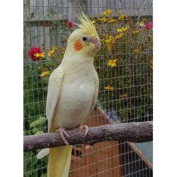 Baby Lutino Cockatiel for sale