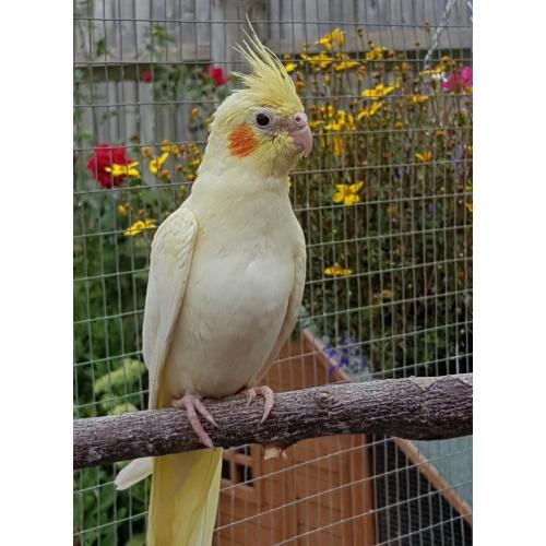 Baby Lutino Cockatiel for sale