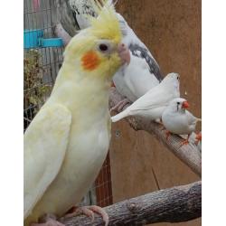 Baby Lutino Cockatiel for sale