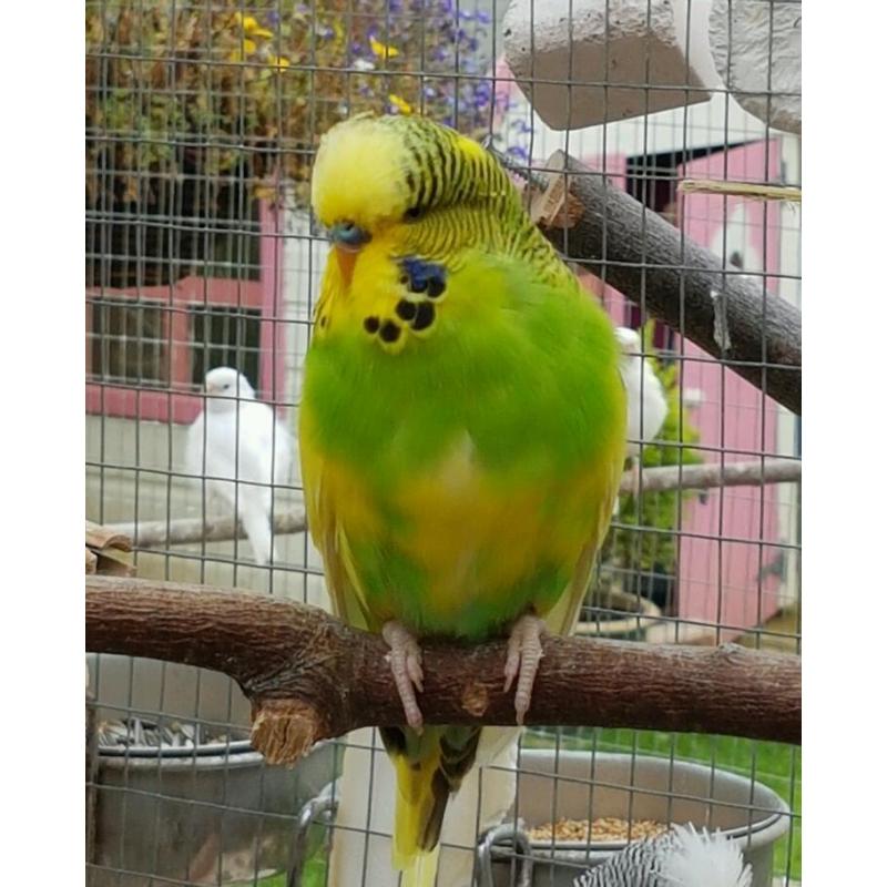 Baby Budgies for sale