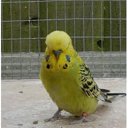 Baby Budgies for sale