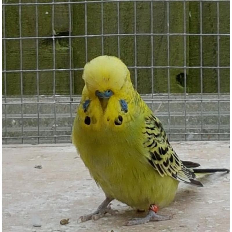 Baby Budgies for sale
