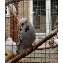 Baby Budgies for sale