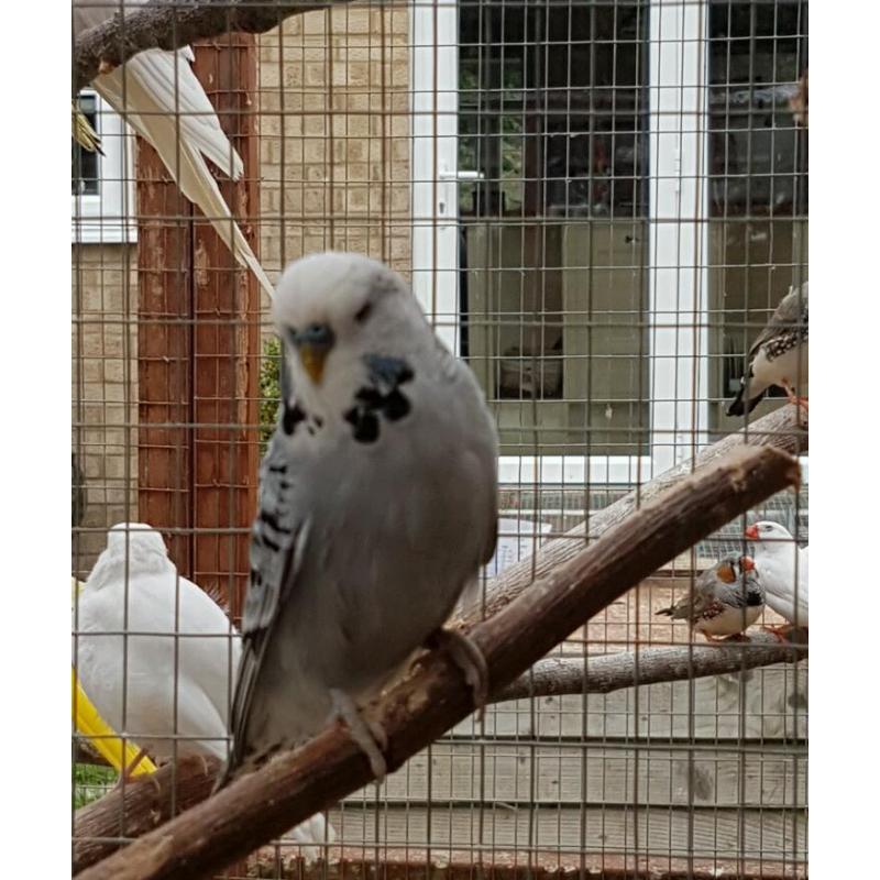 Baby Budgies for sale
