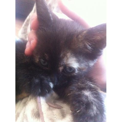 4 kittens for sale