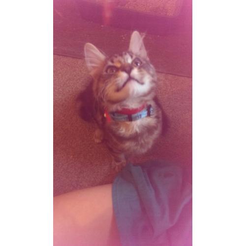 14 weeks old male kitten for sale
