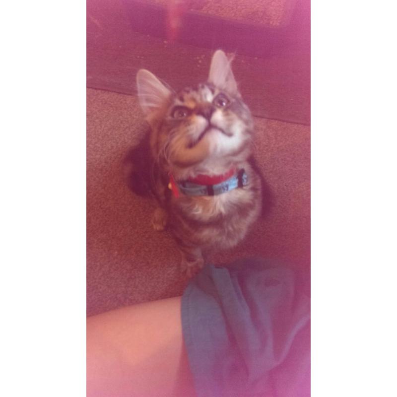 14 weeks old male kitten for sale