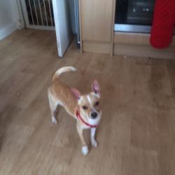 Male chihuahua