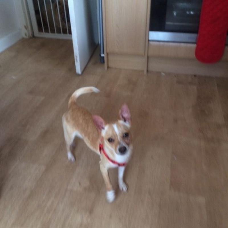 Male chihuahua