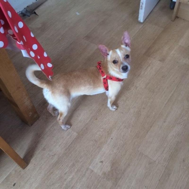 Male chihuahua