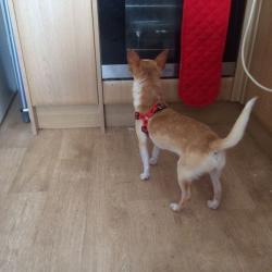 Male chihuahua