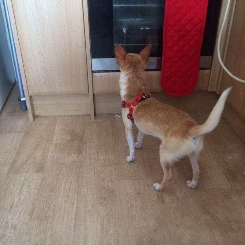 Male chihuahua