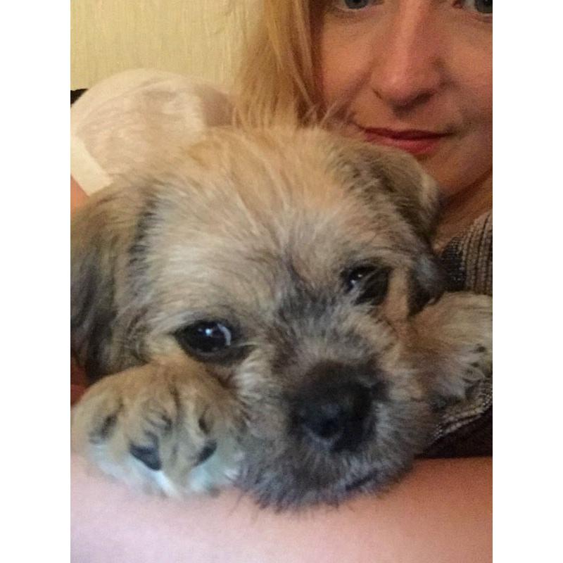Schnugs! Miniature schnauzer X pug