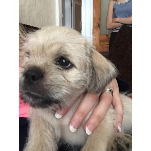 Schnugs! Miniature schnauzer X pug