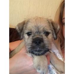 Schnugs! Miniature schnauzer X pug