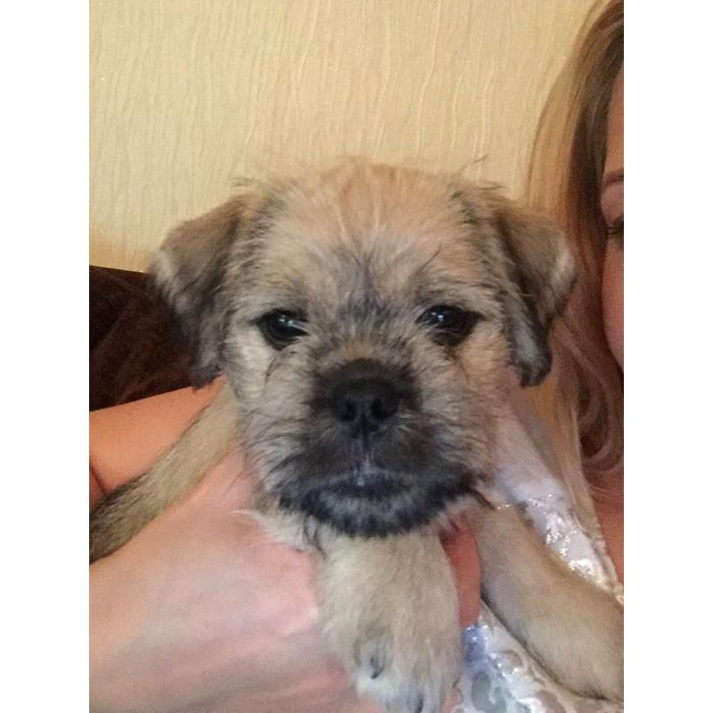 Schnugs! Miniature schnauzer X pug