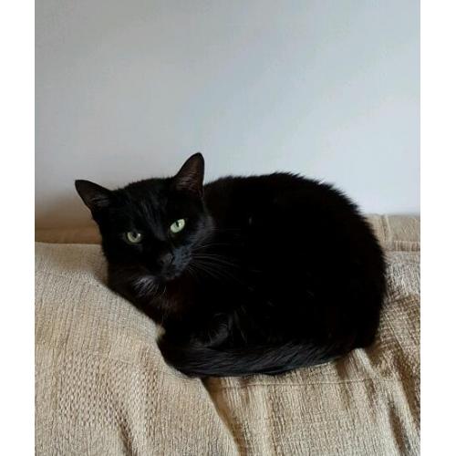Female cats