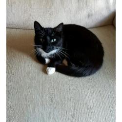 Female cats