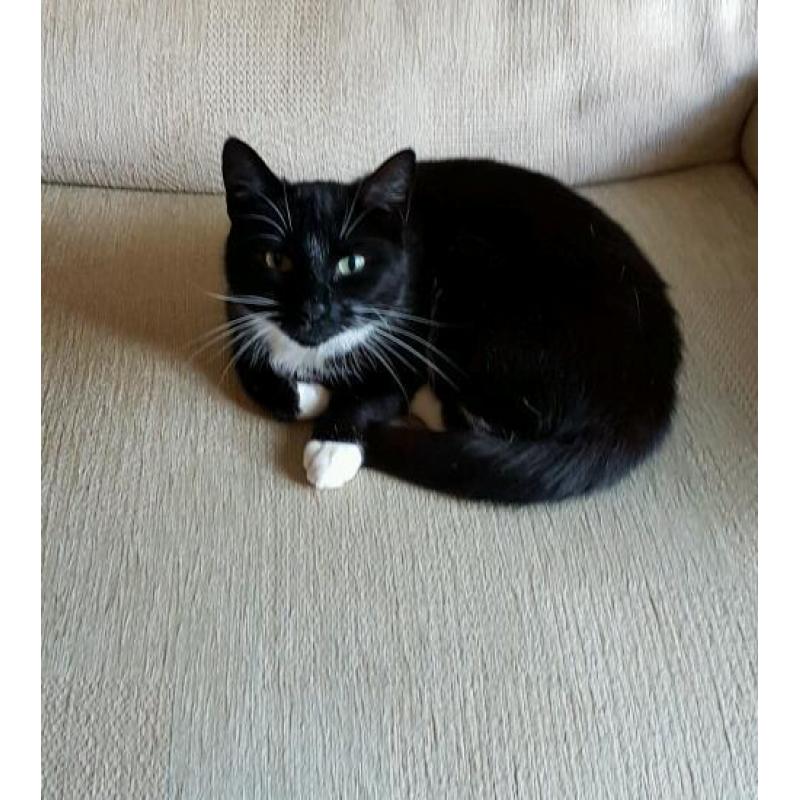 Female cats