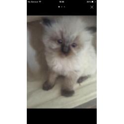 Ragdoll ready now