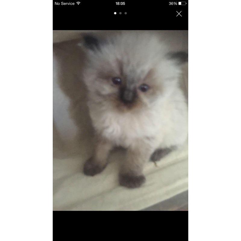 Ragdoll ready now