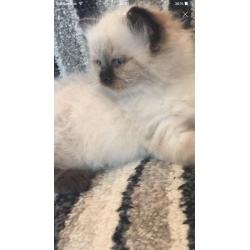 Ragdoll ready now