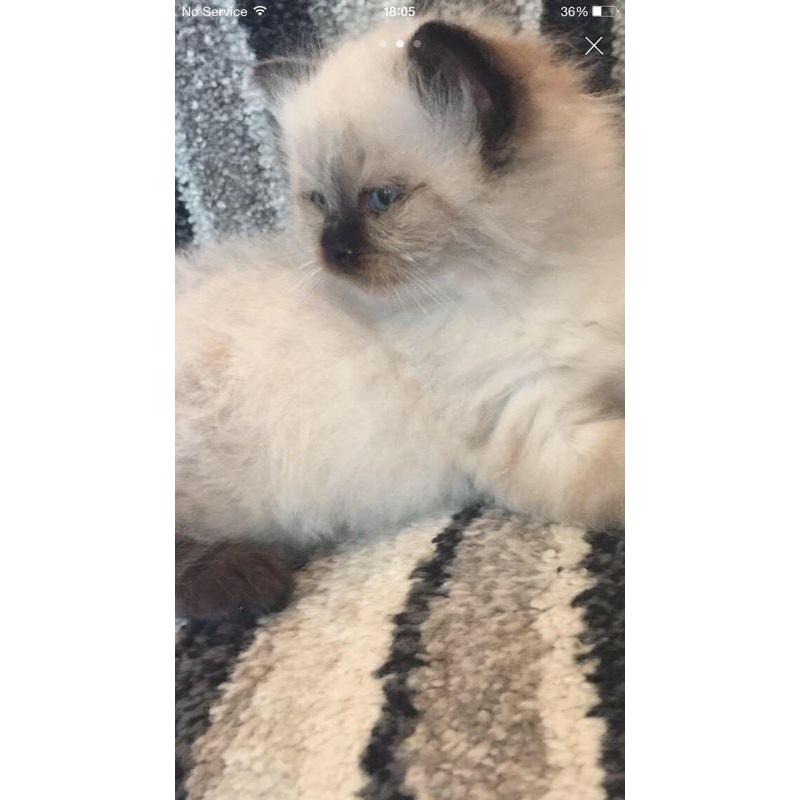 Ragdoll ready now