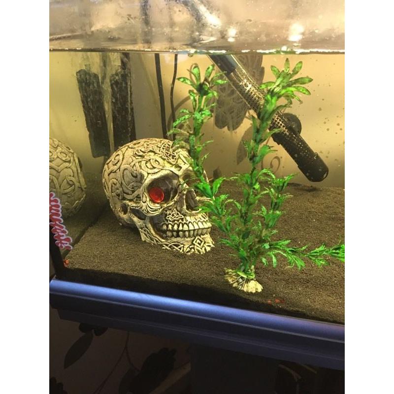 35 litre tropical fish tank for sale