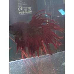 Siamese Betta fighter