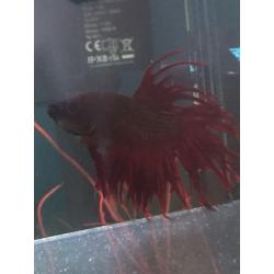 Siamese Betta fighter