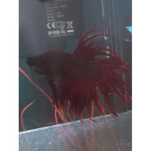 Siamese Betta fighter