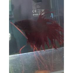 Siamese Betta fighter