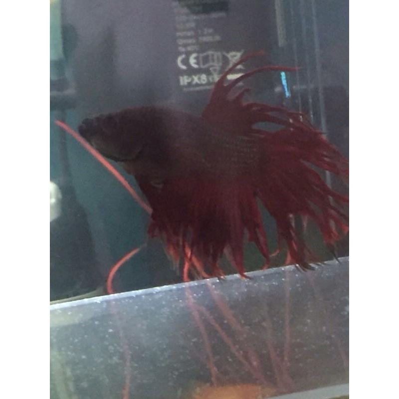 Siamese Betta fighter