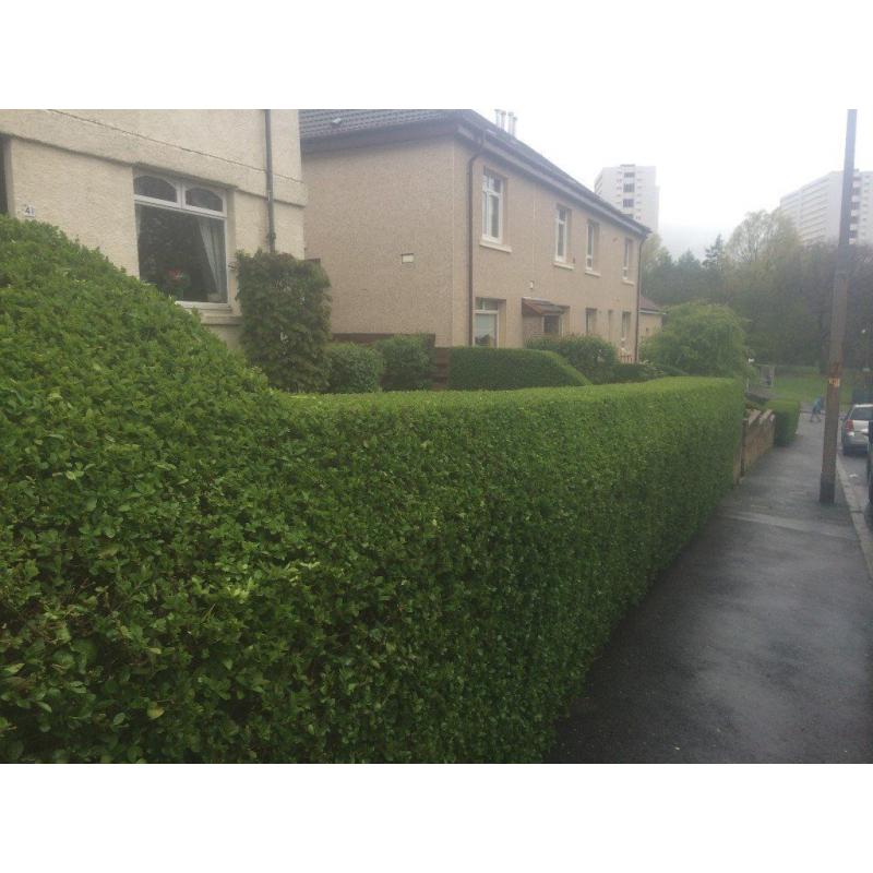 DO IT ALL..garden maintenance,Tidy Ups,North/South Lanarkshire,we remove all waste at job completion