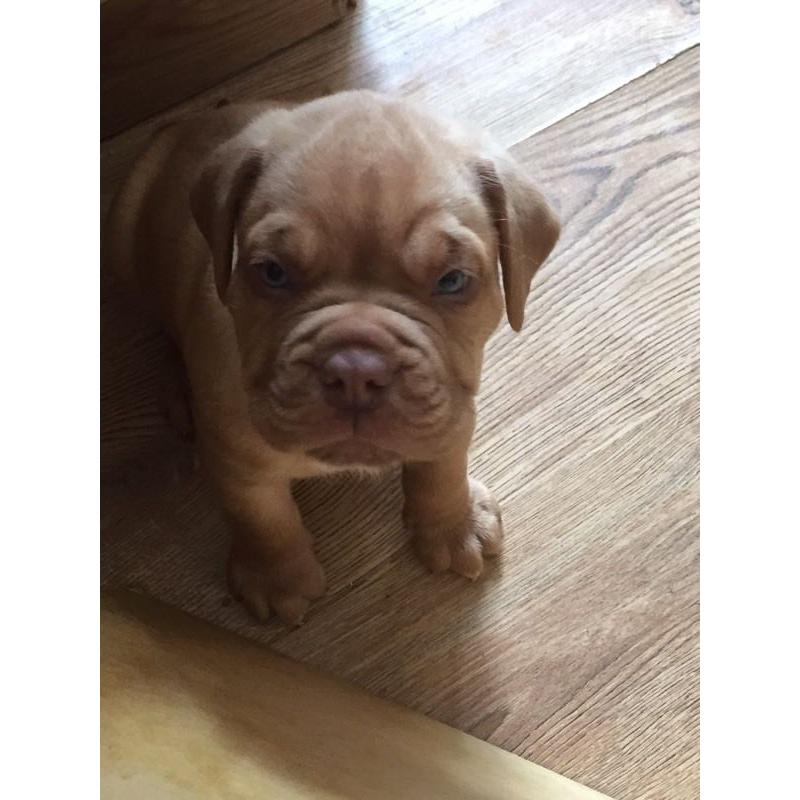 Stunning Dogue de Bordeaux puppies