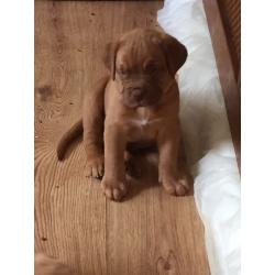 Stunning Dogue de Bordeaux puppies