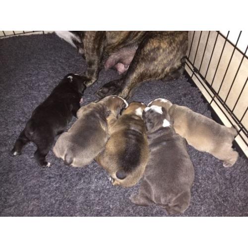 English bulldog puppies.