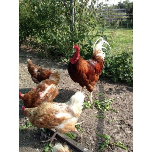 Cockerel