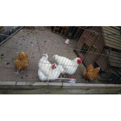 2 Hens and 2 Roosters for Sale