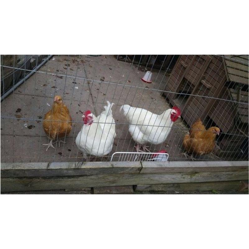 2 Hens and 2 Roosters for Sale