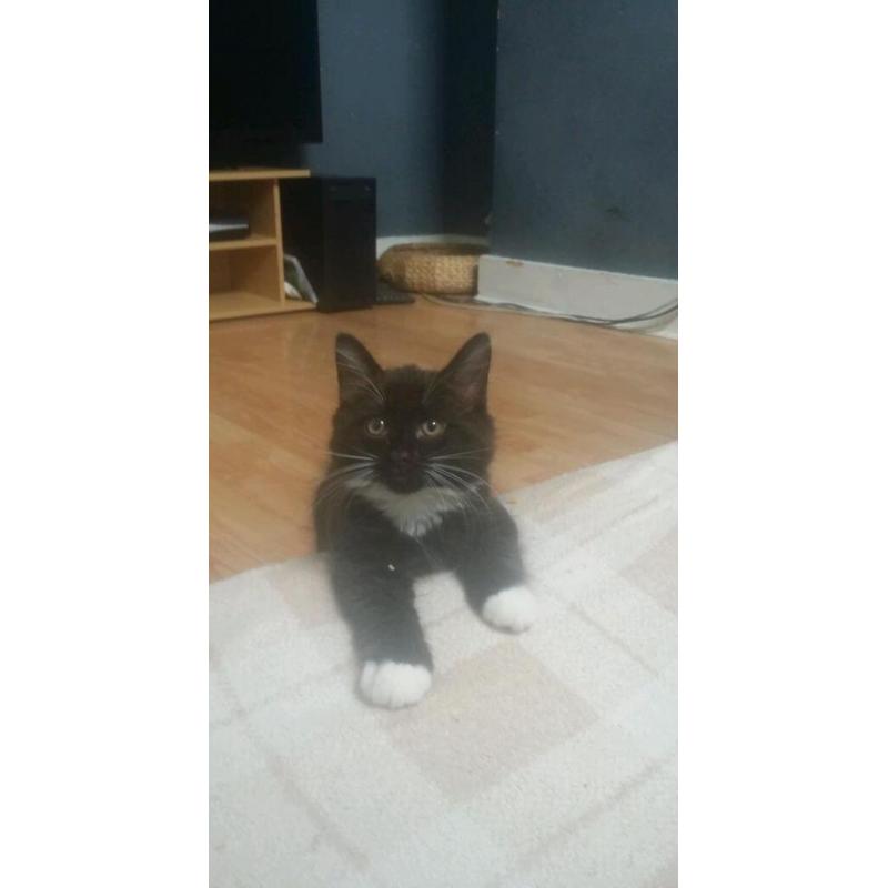 Boy kitten for sale 8 weeks