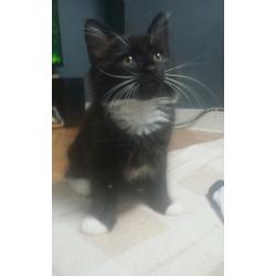 Boy kitten for sale 8 weeks