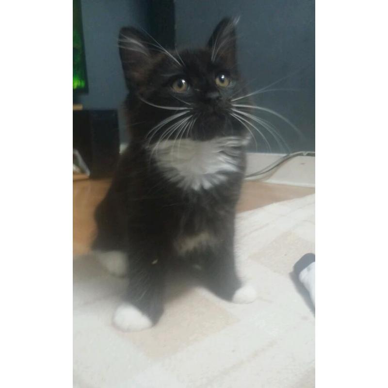 Boy kitten for sale 8 weeks